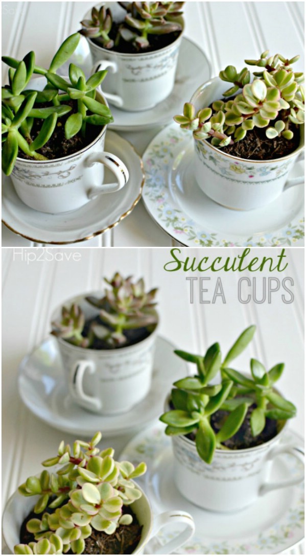 30-succulent-tea-cups-diyncrafts-com.jpg