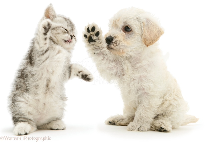 16066-Woodle-puppy-and-kitten-boxing-white-background